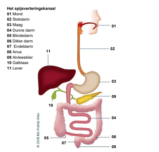 Het spijsverteringskanaal van mond tot lever